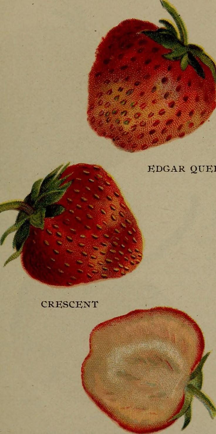 Wild Berry Medley: Countryside's Finest Mix