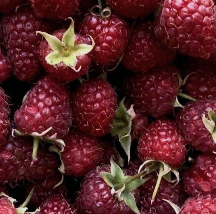 Sun-Kissed Berries: Farm Fresh Sampler